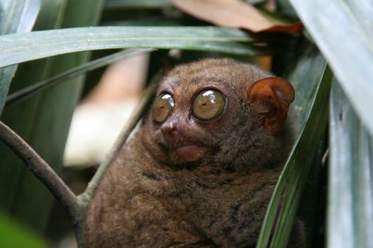 Cute Philippine tarsier peeking through leaves in Central Visayas jungle.