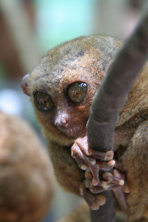 Close-Up Photo of a Brown Tarsier · Free Stock Photo