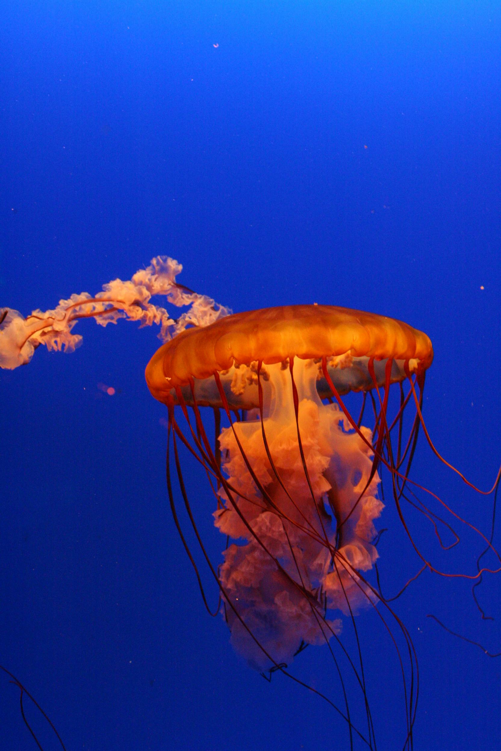 jellyfish photography