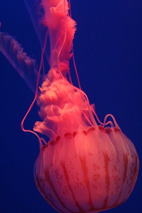 Immagine gratuita di animale, medusa, natura