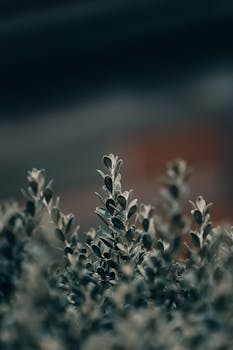 Artistic close-up of dark green leaves with a moody, focused blur effect.