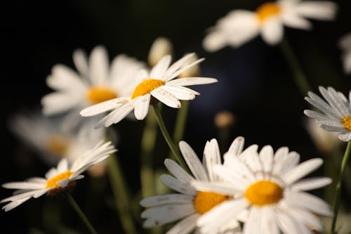 免費 植物群, 特寫, 綻放的花朵 的 免費圖庫相片 圖庫相片