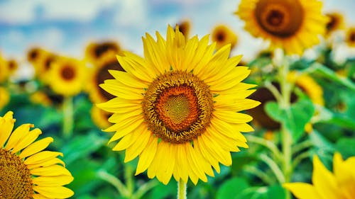 A Yellow Sunflower in Close-Up Photography