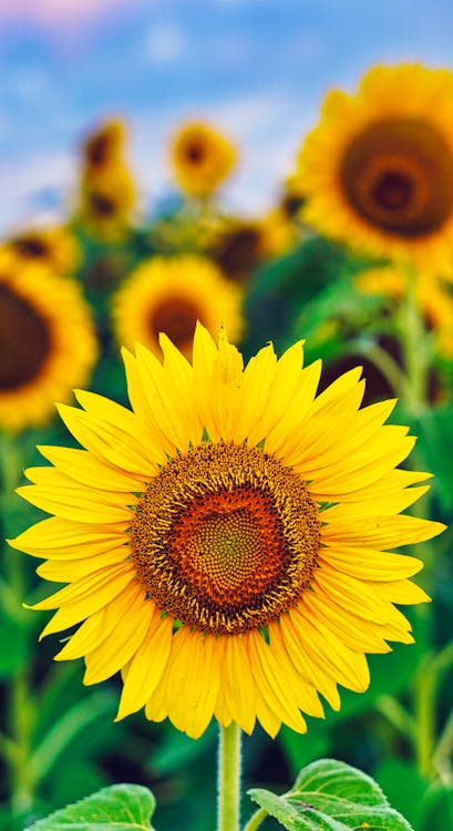 Selective Focus Photo of a Yellow Sunflower in Bloom · Free Stock Photo