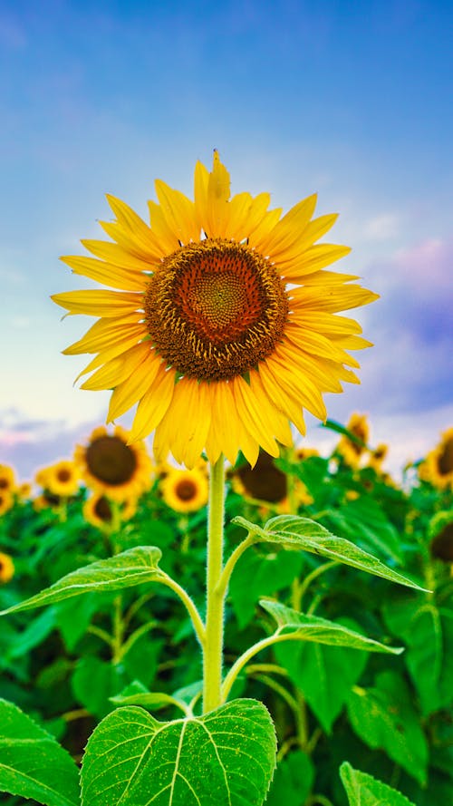 Free Sunflower Field under Blue Sky Stock Photo