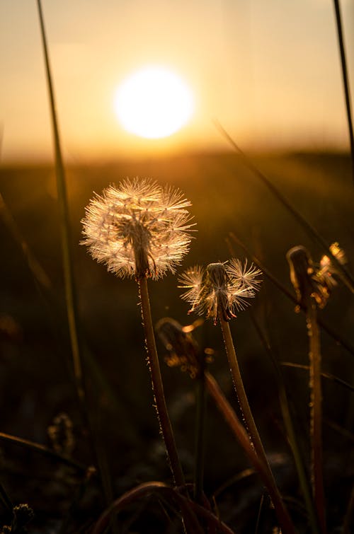 Foto stok gratis alam, bunga-bunga, dandelion