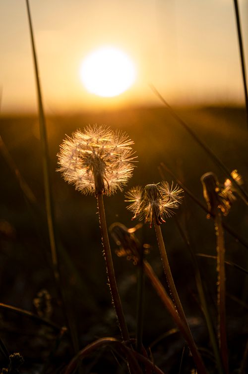 Free Close-up of dandelions against a glowing sunset, capturing the beauty of nature. Stock Photo