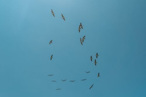 Flock of Birds Flying Under the Blue Sky