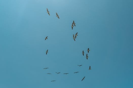 A flock of birds flying gracefully against a clear blue sky, symbolizing freedom and unity.