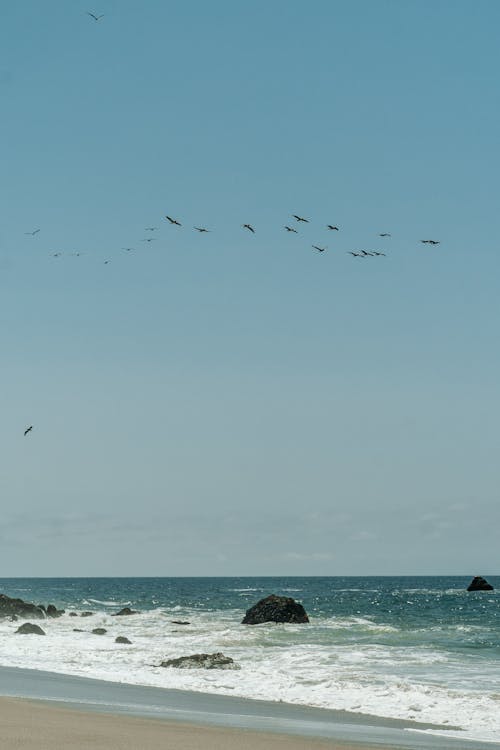 무료 바다 위를 나는 새 떼 스톡 사진