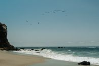 Birds Flying over a Beach