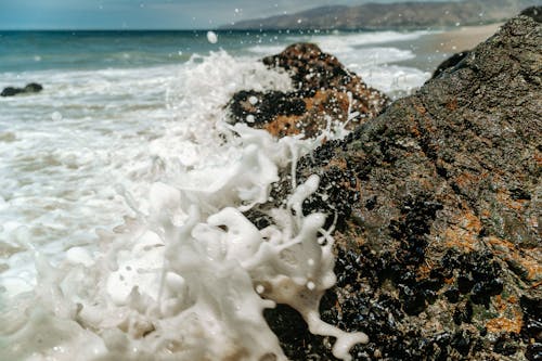 Kostnadsfria Kostnadsfri bild av havsskum, kraschar, närbild Stock foto