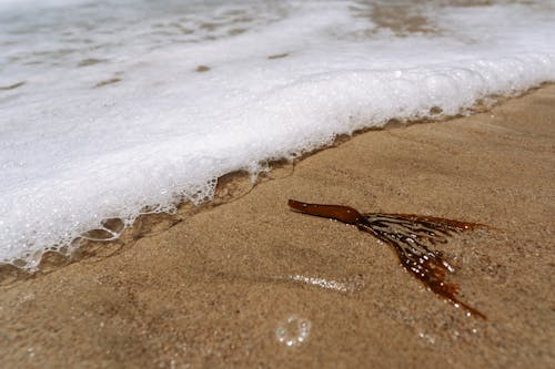 Seaweed Lying on a Beach 