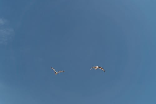 gökyüzü, hayvan, kuşlar içeren Ücretsiz stok fotoğraf