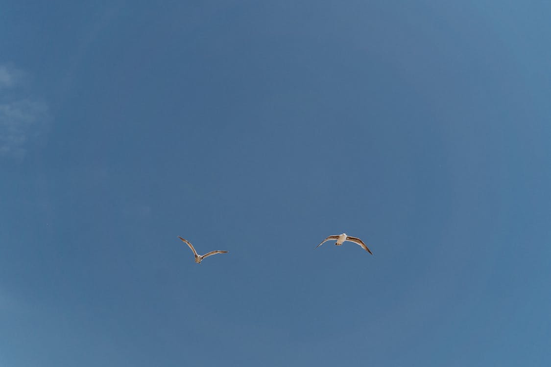 Birds Flying Under Blue Sky