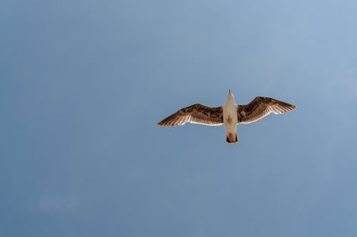Free Photos gratuites de ailes, animal, ciel bleu Stock Photo