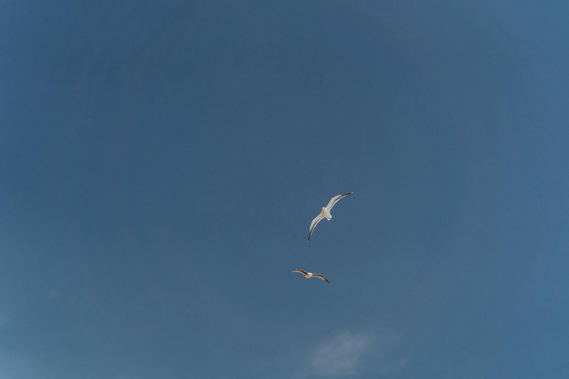 Two seagulls gracefully flying under a clear blue sky, symbolizing freedom.