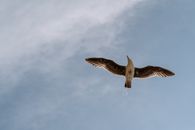 A Bird Flying under the Blue Sky