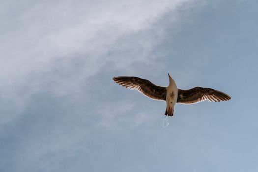 A Bird Flying under the Blue Sky