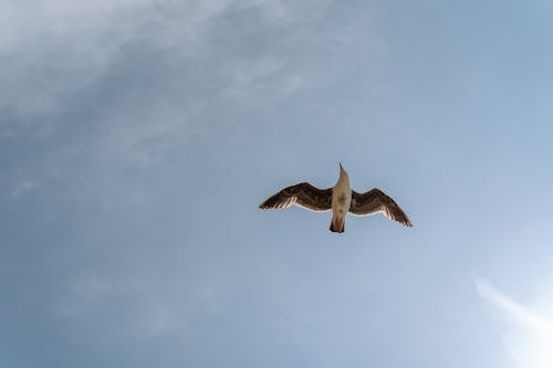 kuş, Mavi gökyüzü, uçan içeren Ücretsiz stok fotoğraf