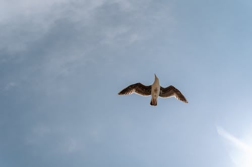 Photos gratuites de ciel bleu, oiseau, vol