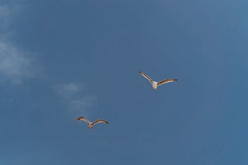 Seagulls Flying Under Blue Sky