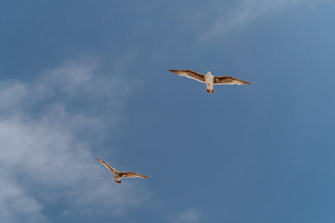White Birds Flying Under Blue Sky