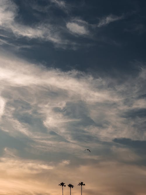 คลังภาพถ่ายฟรี ของ ซิลูเอตต์, ตะวันลับฟ้า, ท้องฟ้าสีคราม