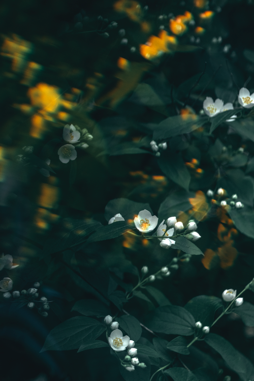 Free Ethereal white flowers amidst lush dark green leaves in a garden setting. Stock Photo