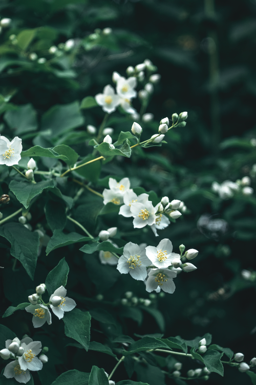 Free Captivating image of white jasmine flowers in full bloom, exuding natural beauty. Stock Photo