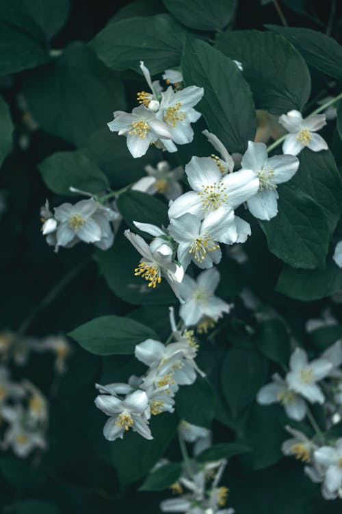 คลังภาพถ่ายฟรี ของ angiosperms, asterids, cornales