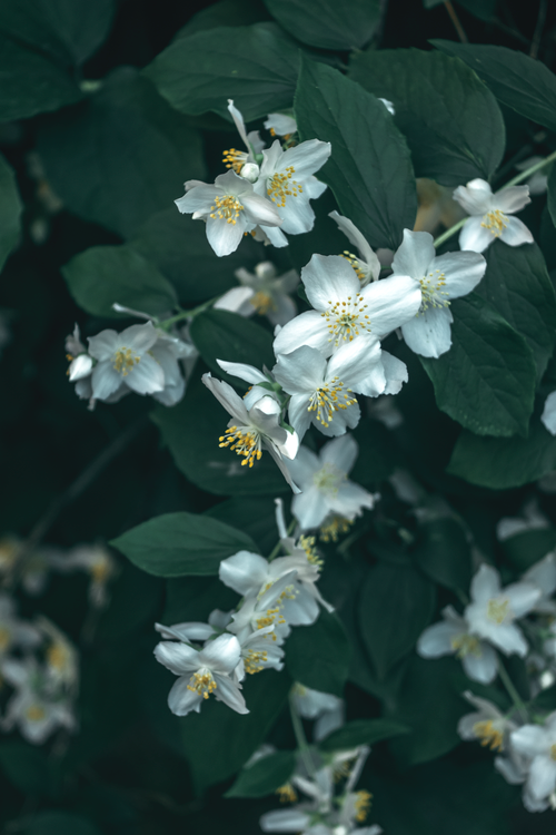 Free Close-up shot of delicate white sweet mock orange flowers with lush green foliage, showcasing nature's beauty. Stock Photo