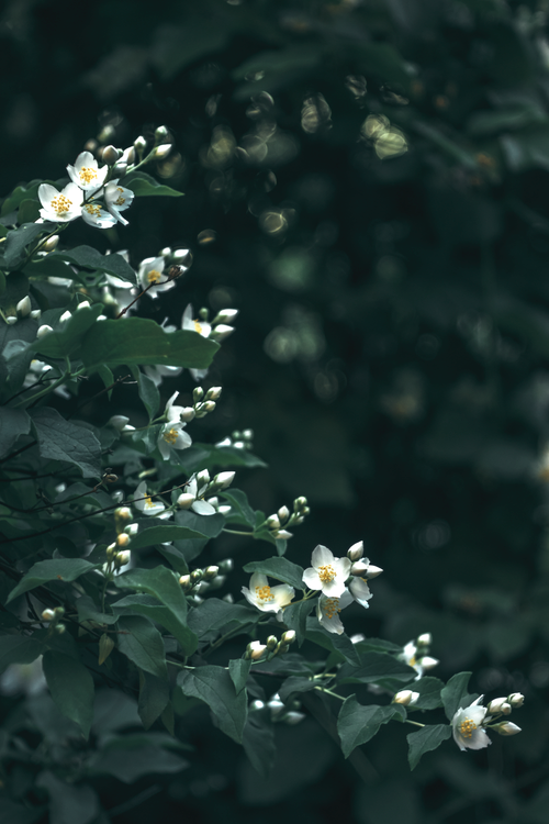 Free Close-up of jasmine flowers with soft bokeh background, creating a serene and natural aesthetic. Stock Photo