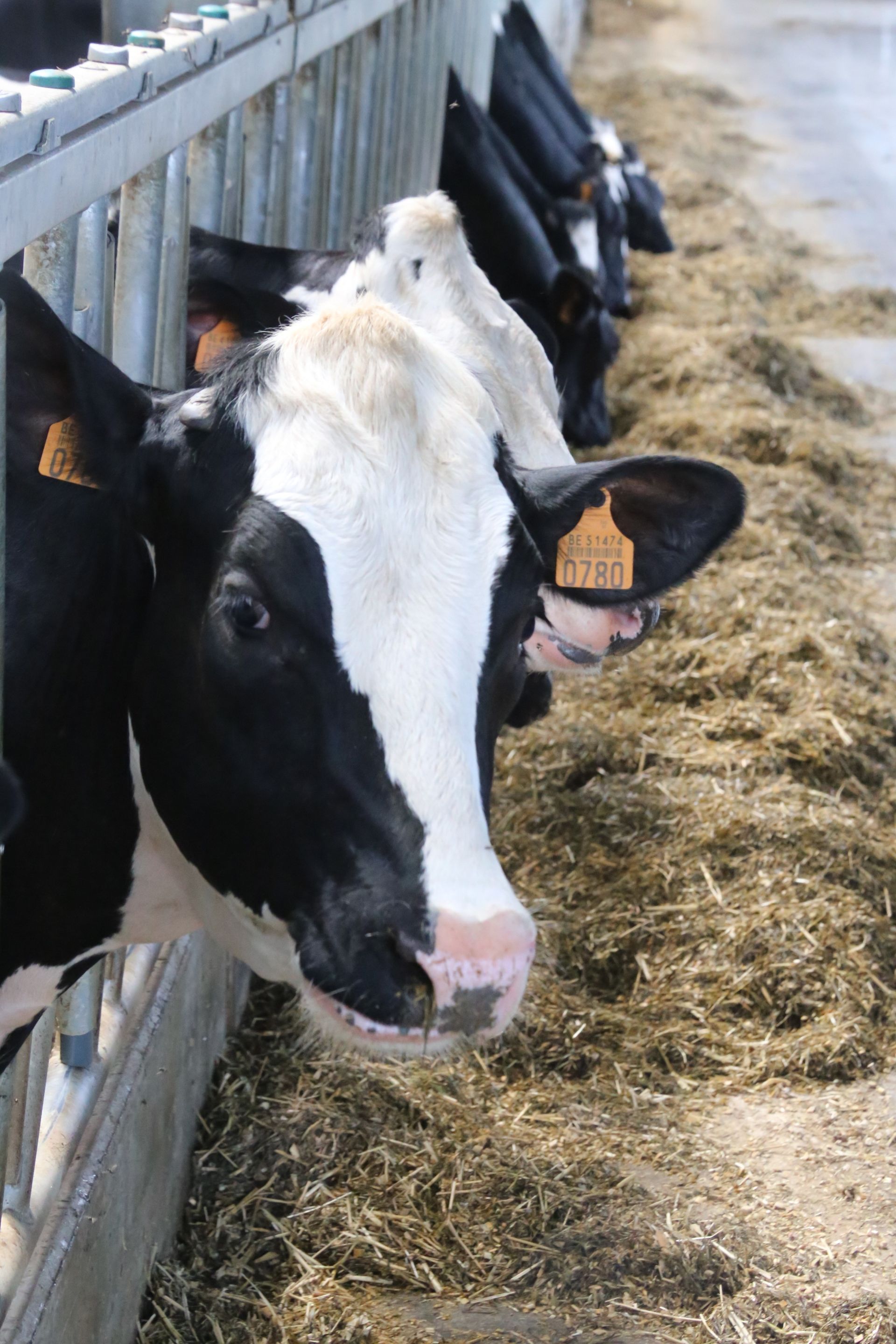 Holstein cows feeding on hay at a dairy farm