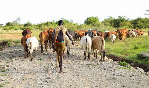 Δωρεάν στοκ φωτογραφιών με αγελάδες, άνδρας, βόδια