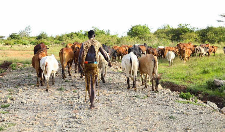 Man Herding Cattle