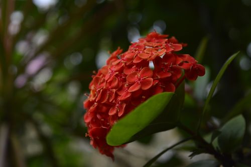 Free Close-up of a vibrant red Ixora flower cluster with a beautiful bokeh background, emphasizing its bright petals. Stock Photo