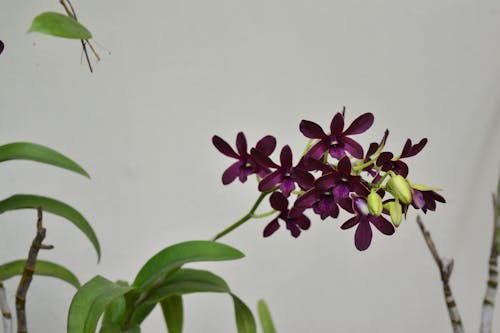 Red Orchids with Green Leaves