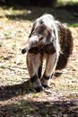 Close Up Photo of an Anteater
