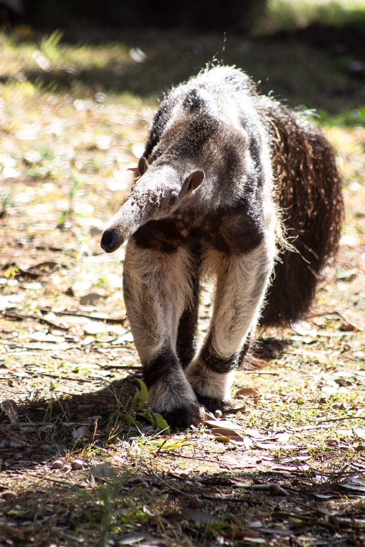 Close Up Photo Of An Anteater