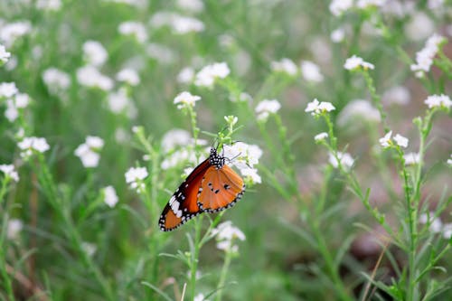 Butterfly Perched on a Flowering Plant
