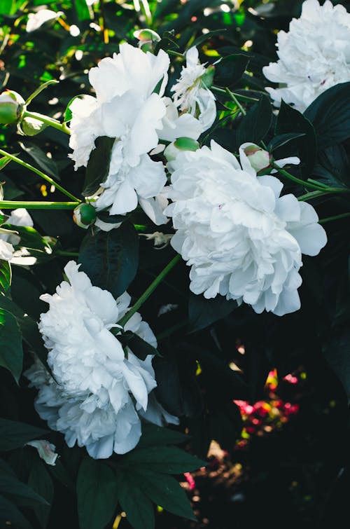 White Chinese Peony Flowers and Buds
