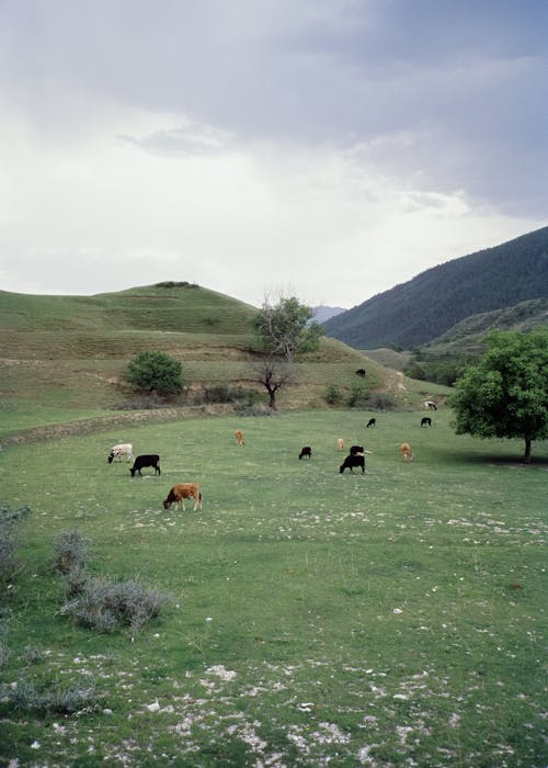 Cows on Green Grass Field