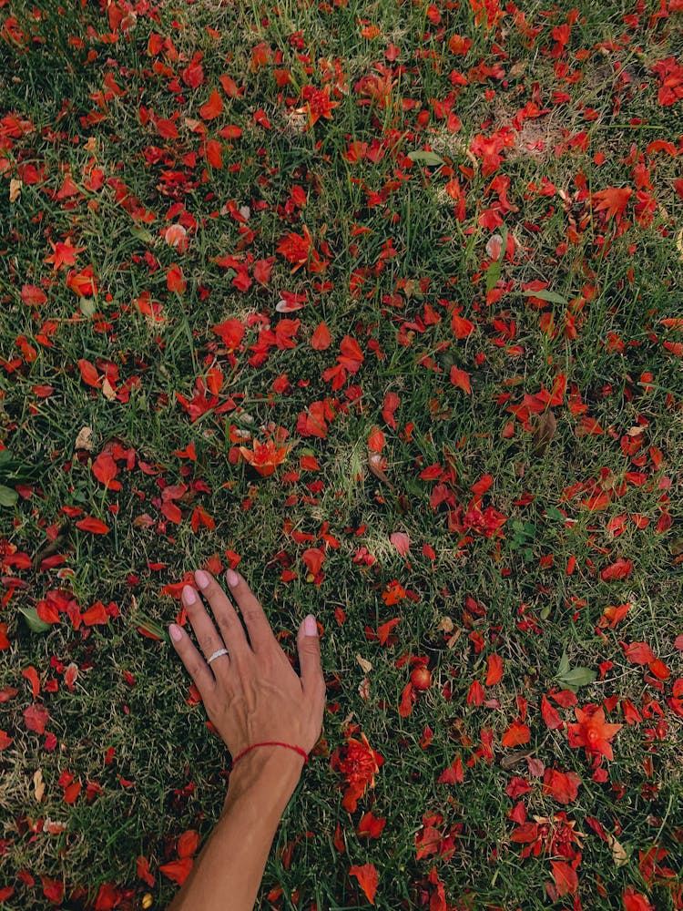 Hand Of A Person Touching Red Flowers On Grass