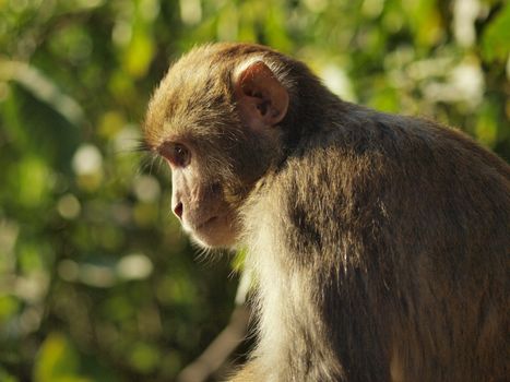 Close-Up Shot of Brown Monkey