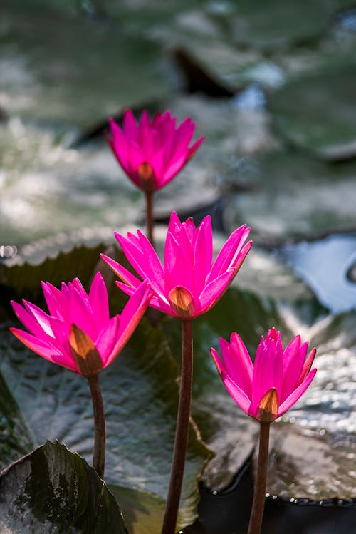 Pink Lotus Flowers in Bloom