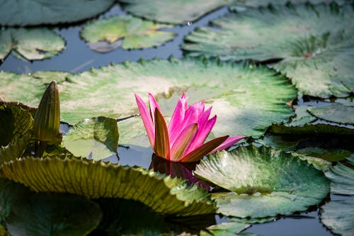 Foto profissional grátis de água, ao ar livre, flor