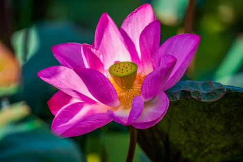 Free Pink Indian Lotus Flower in Bloom Stock Photo