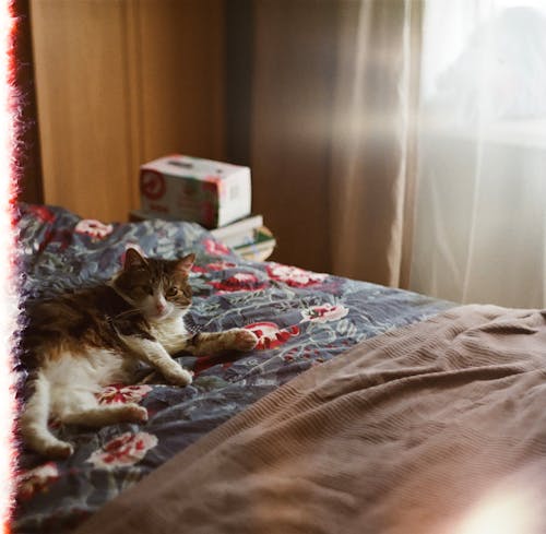 ネコ, フローラル, ベッドの無料の写真素材