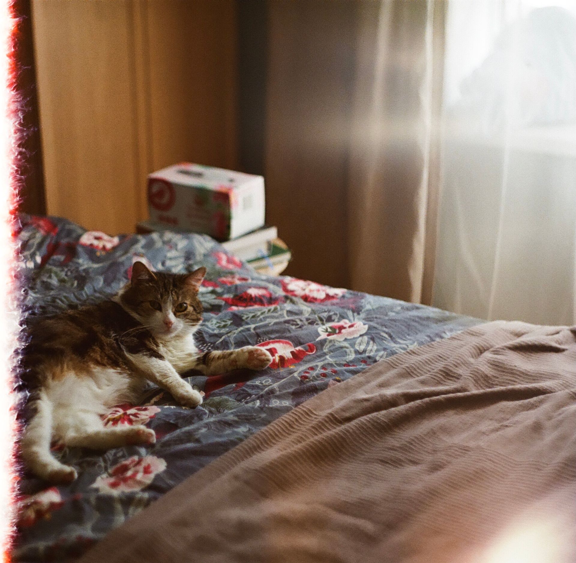 A Cat Lying on a Bed With Floral Bedsheet